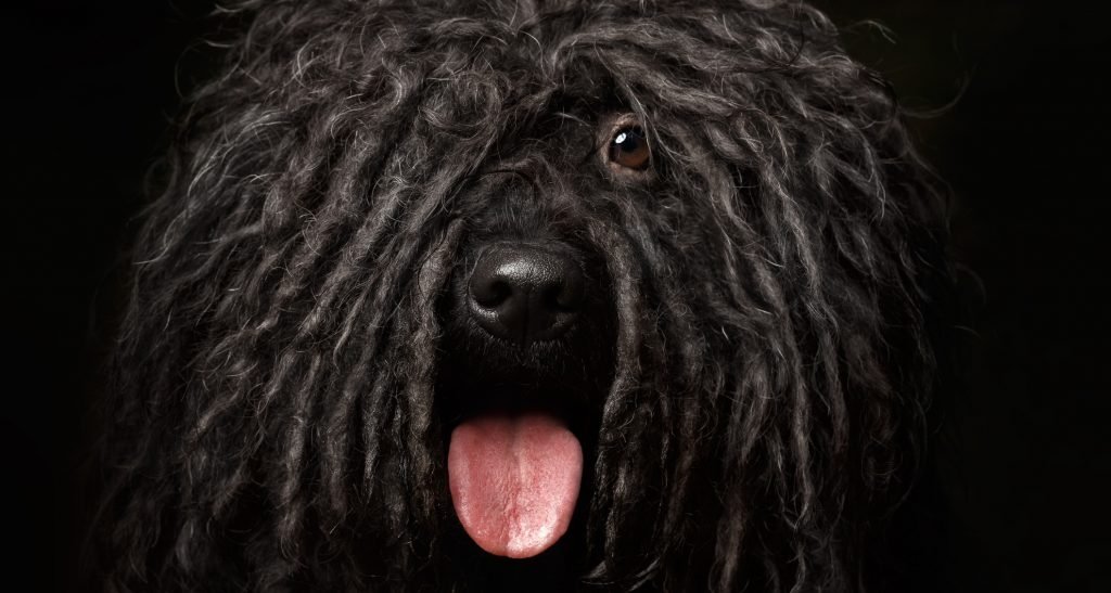 Does ‘Black Dog Syndrome’ Actually Exist?