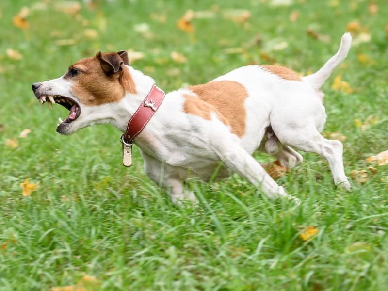 Dog Behavior Modification Programs that Get Results!