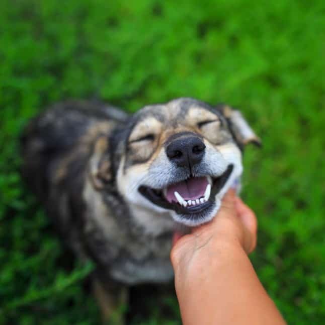 Dog Training San Antonio, TX | Highland Canine Training