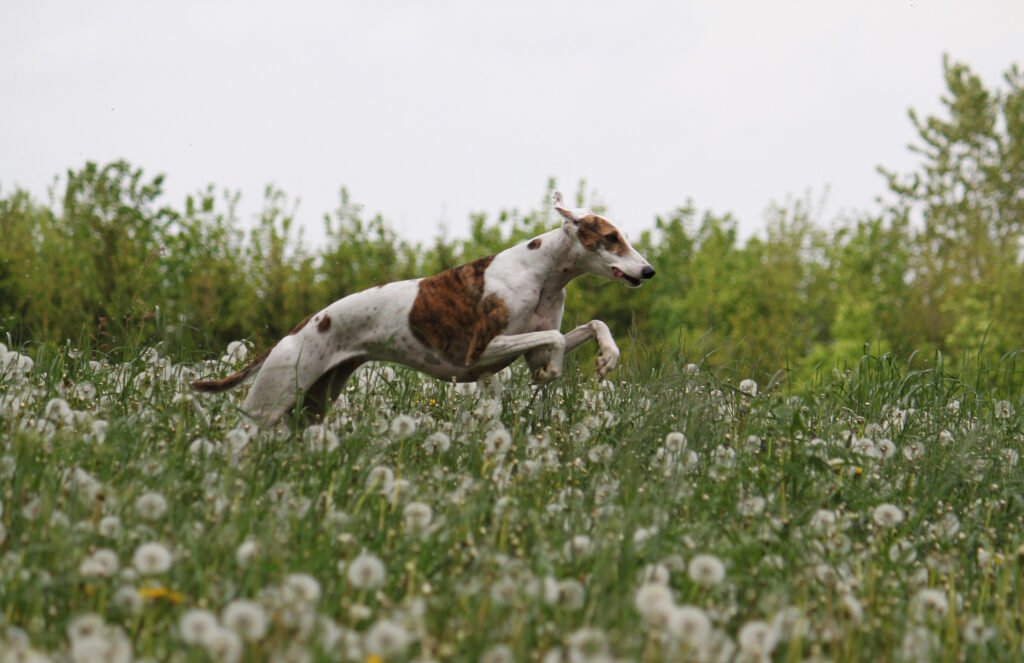 Greyhounds: The Fastest Dog Breed in the World