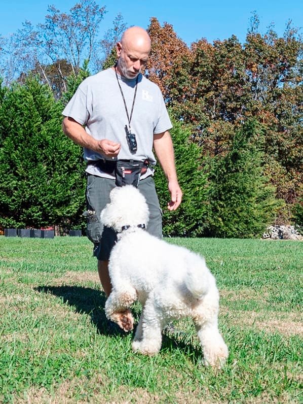 Highland Canine Training offers dog training services in Charlotte, NC
