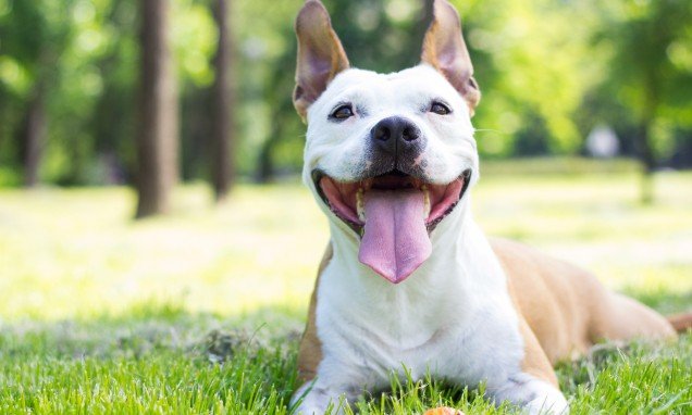 Highland Canine Training: Professional Dog Training and Behavior Modification in Birmingham, Alabama