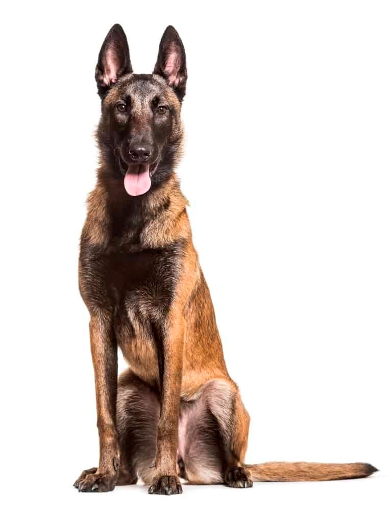 Highland Canine Training: Professional Dog Training in the United States