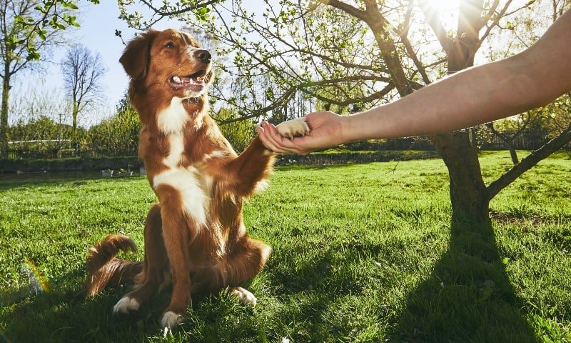 Highland Canine Training: Professional Dog Training Services and Customized Programs