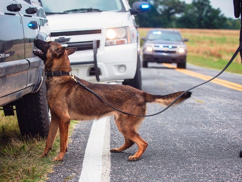 Highland Canine Training: Providing quality working dogs for law enforcement, security, military, and government organizations