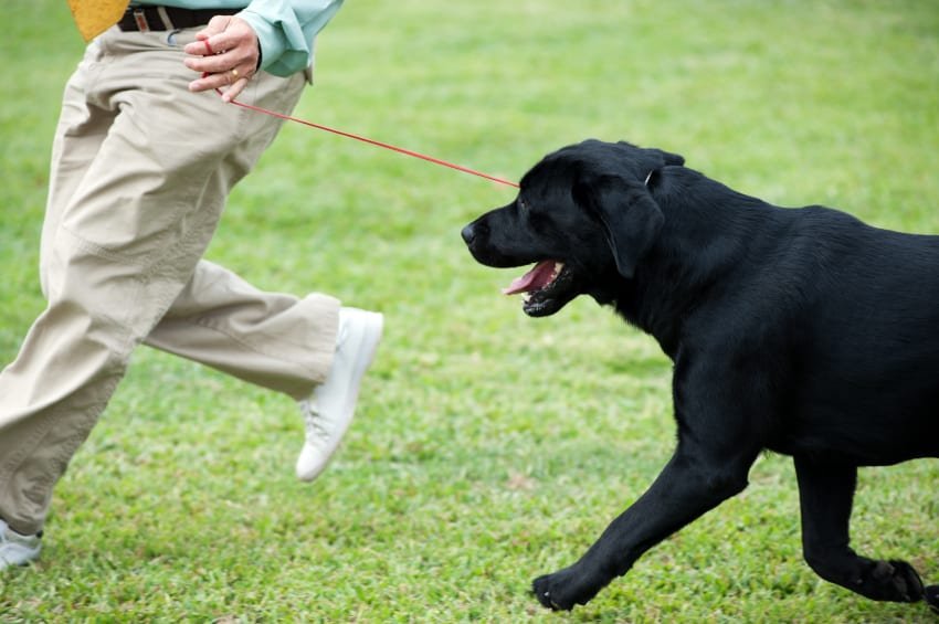 Highland Canine Trainings Group Class Dog Training at Multiple Locations