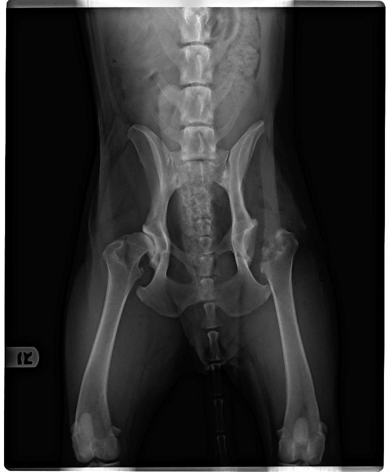 Hip and Elbow Dysplasia in Dogs: Causes and Prevention
