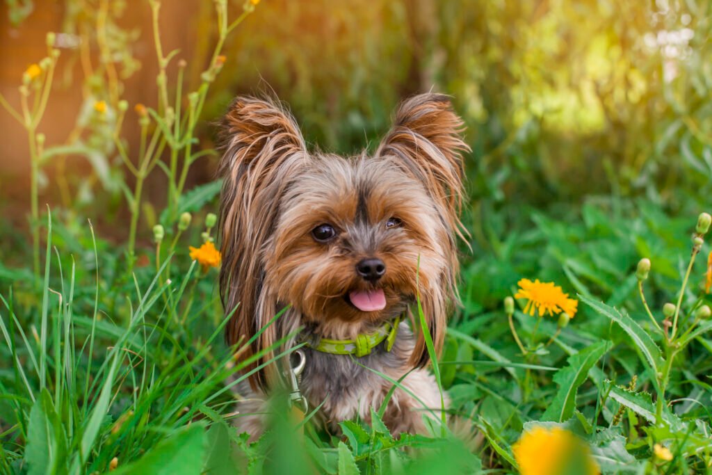 Hypoallergenic Dog Breeds: A Better Fit for People with Allergies