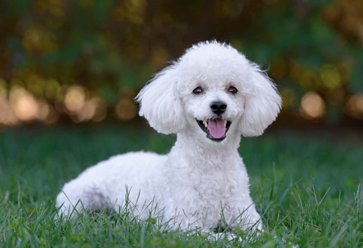 Hypoallergenic Dog Breeds: A Better Fit for People with Allergies