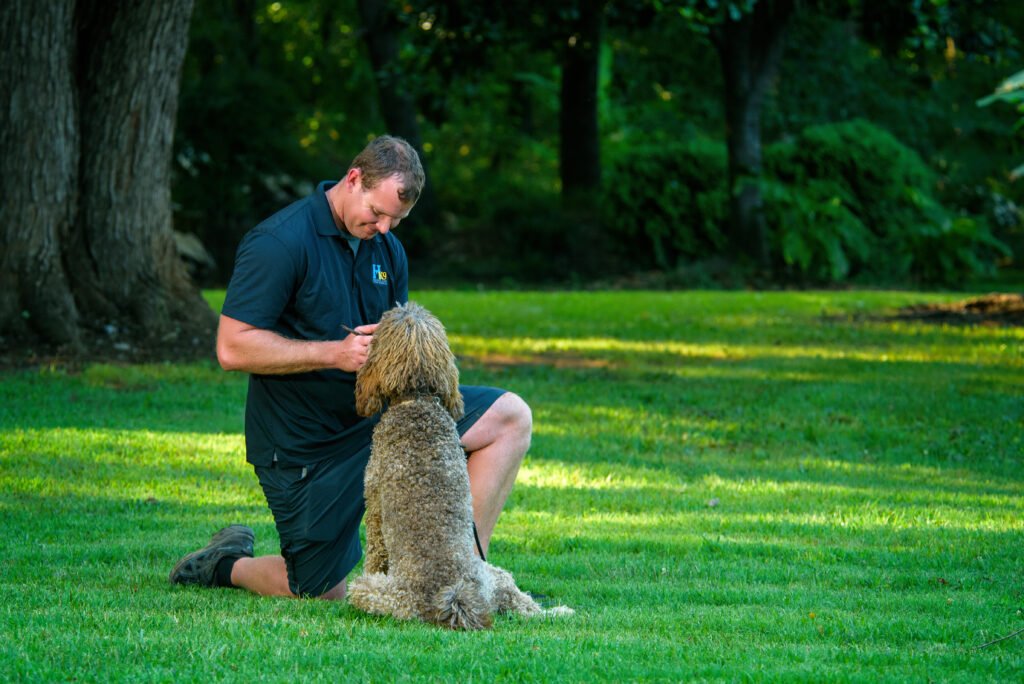 Professional Dog Training Programs in Statesville NC