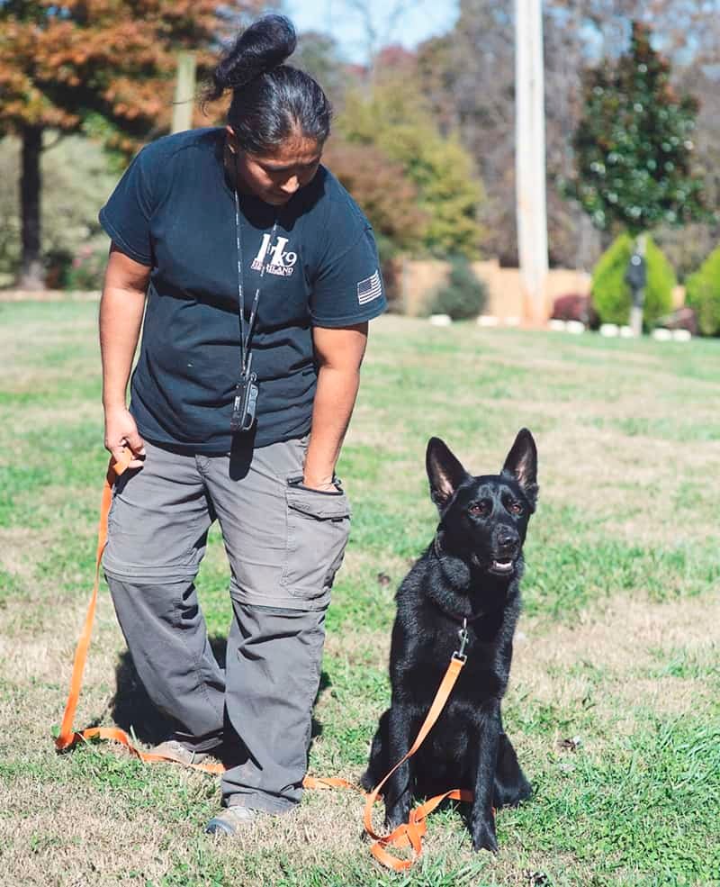 Professional Dog Training Programs in Winston-Salem