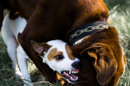 Proper Canine Behavior Analysis is Key to Rehabilitating Dog Problems