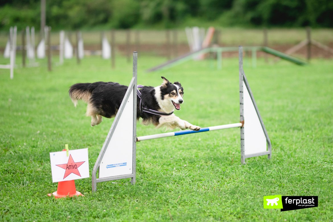Rally Obedience: A Fun and Flexible Dog Sport
