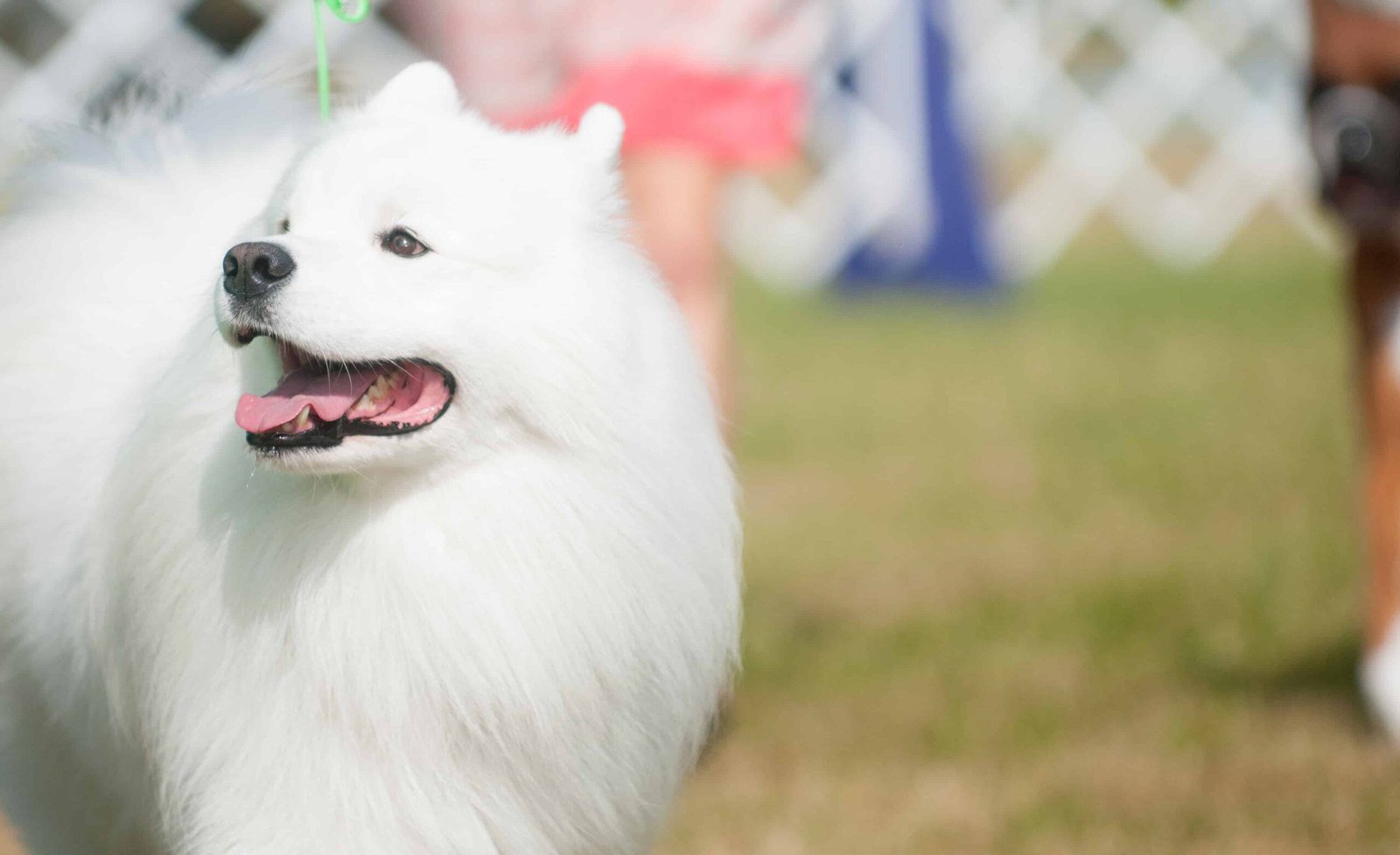 Rally Obedience: A Fun and Flexible Dog Sport