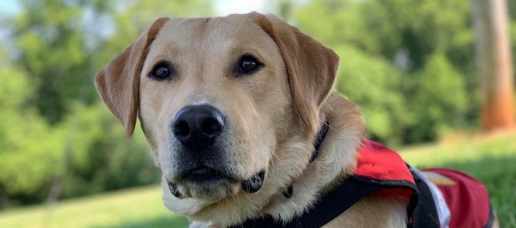 Service dogs: Indispensable tools for individuals with disabilities