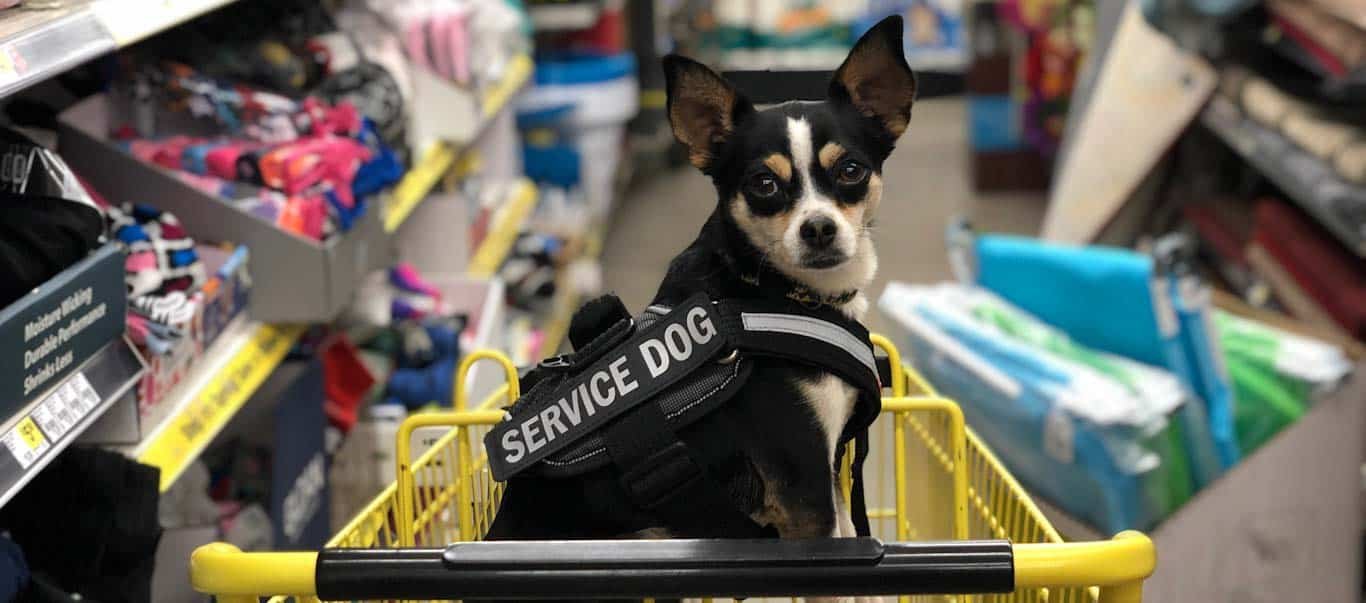 Service dogs: Indispensable tools for individuals with disabilities