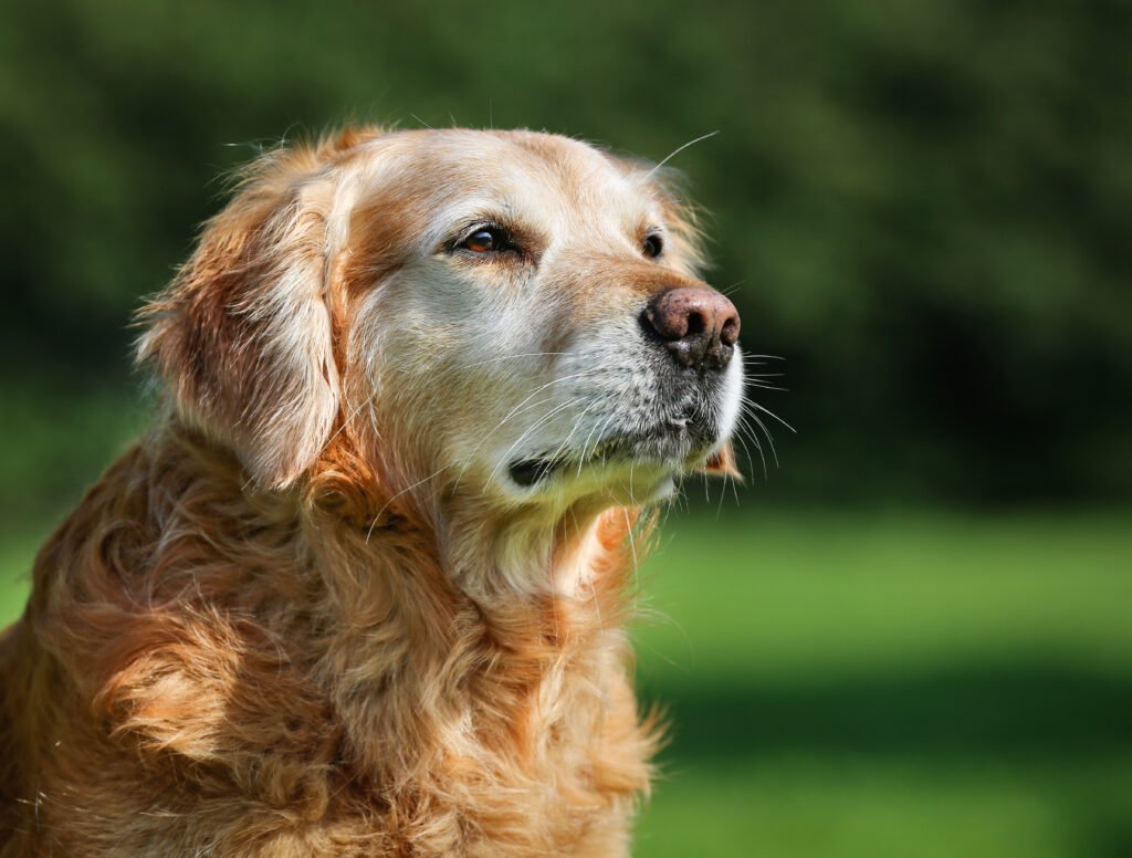 Teaching New Behaviors to Older Dogs