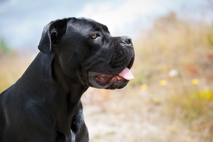 The 28 Biggest Dog Breeds in the World