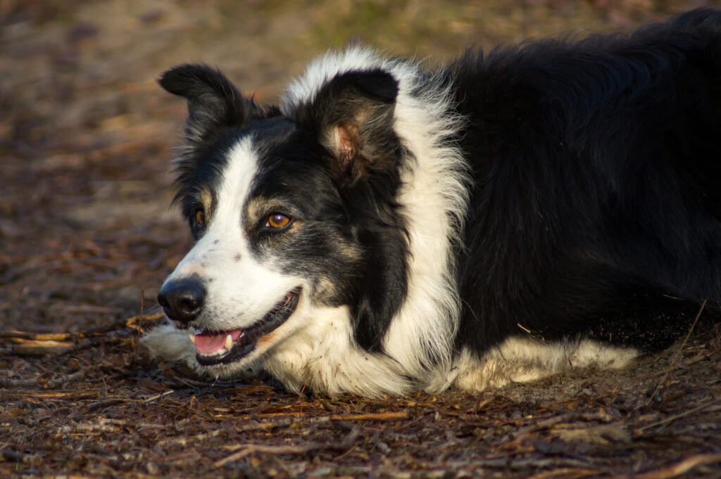 The Border Collie: A Highly Intelligent and Athletic Breed