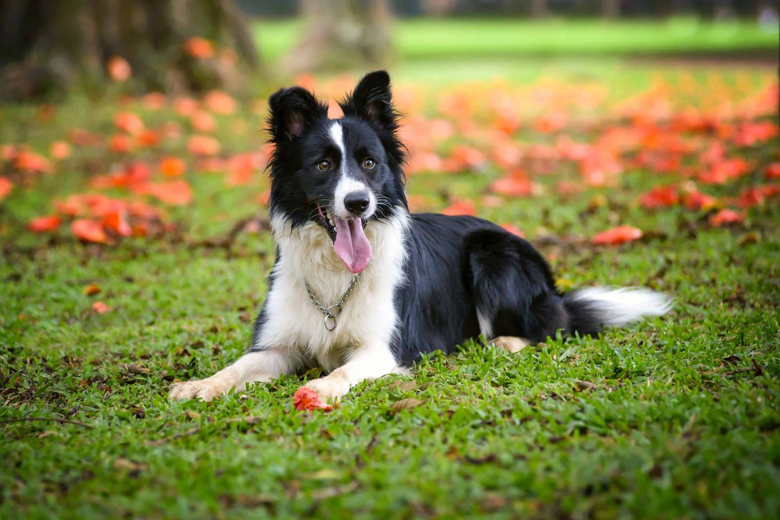 The Border Collie: A Highly Intelligent and Athletic Breed