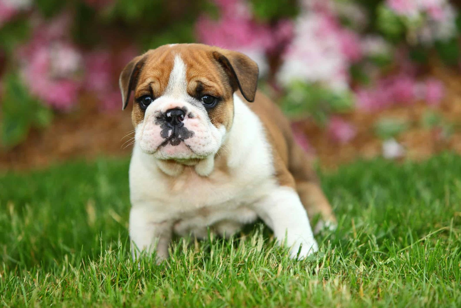 The Bulldog: A Muscular and Wrinkled Medium-Sized Dog Breed