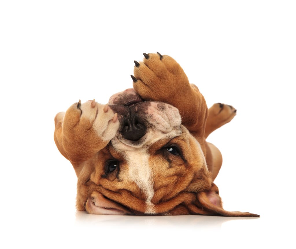 The Bulldog: A Muscular and Wrinkled Medium-Sized Dog Breed