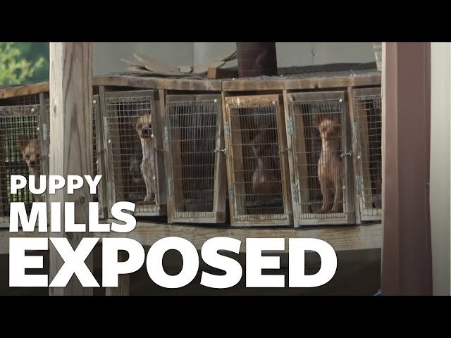 The Cruel Reality of Puppy Mills