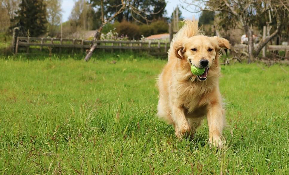 The Golden Retriever: A Distinctive Dog Breed with a Playful Nature