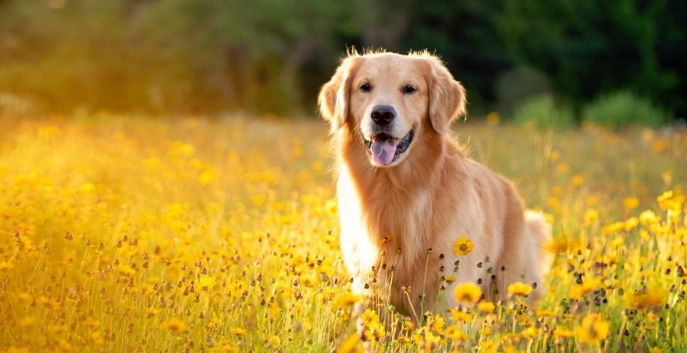 The Golden Retriever: A Distinctive Dog Breed with a Playful Nature