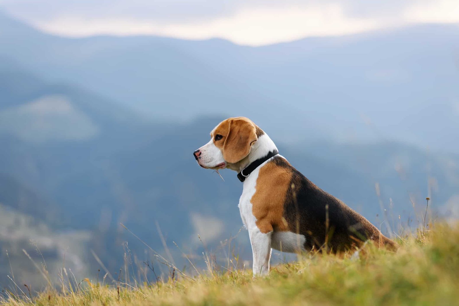 The History of Beagles: From Medieval Times to Today