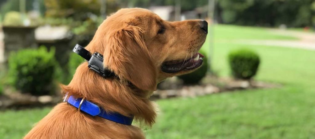 The Importance of Prong Collars in Dog Training