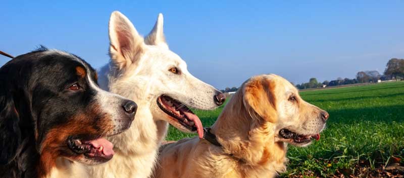 The Top 50 Most Popular Dog Breeds in the World
