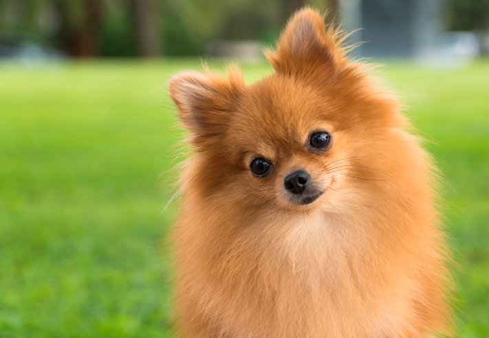 The Top 50 Most Popular Dog Breeds in the World