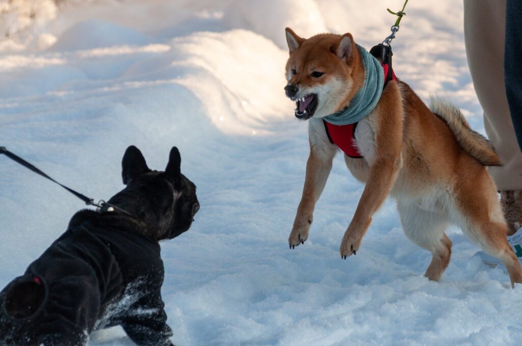 Understanding the difference between reactivity and aggression in dogs