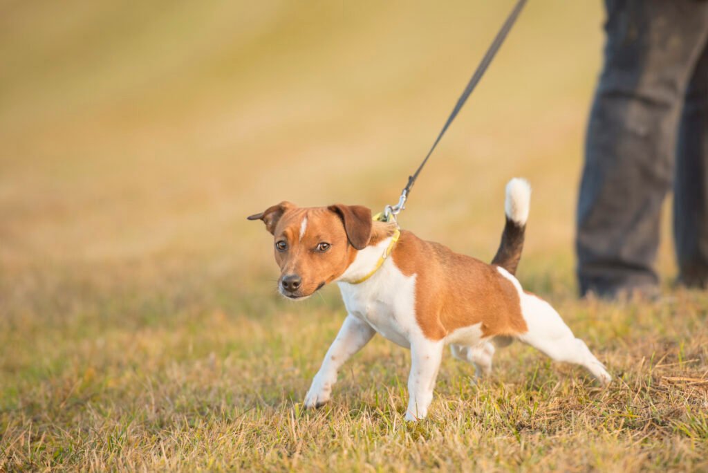 Why Many Dog Owners Believe Their Dogs Are Disobedient